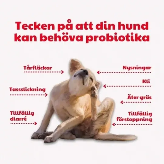 BuddyCare Probiotic 150 g