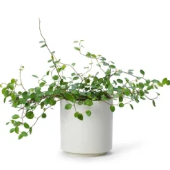 In Flore Estrid Doftljus Foggy Vanilla 465 g