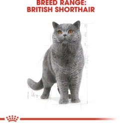 Royal Canin British Shorthair Adult Torrfoder för Katt 2 kg