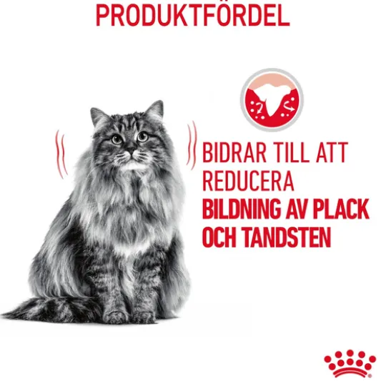 Royal Canin Dental Care Adult Torrfoder för Katt 3,5 kg