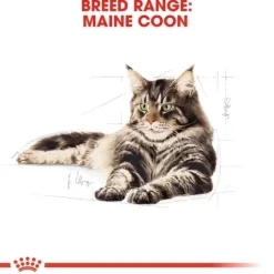 Royal Canin Maine Coon Adult Torrfoder för Katt 10 kg