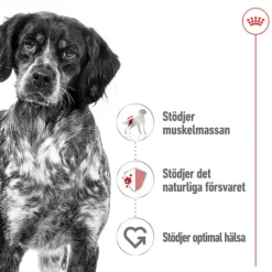 Royal Canin Medium Adult Loaf Våtfoder för Hund 4,92 kg