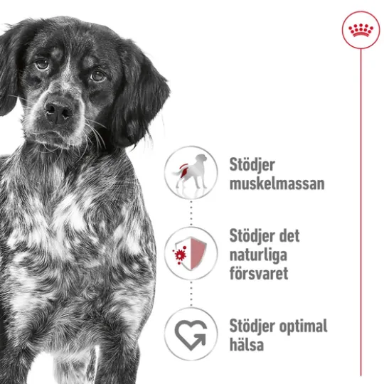Royal Canin Medium Adult Torrfoder för Hund 10 kg