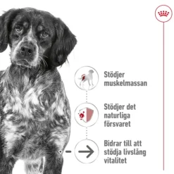 Royal Canin Medium Ageing 10+ Torrfoder för Hund 15 kg