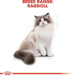 Royal Canin Ragdoll Adult Torrfoder för Katt 2 kg