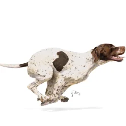 Royal Canin Sporting Life Energy 4800 Adult Torrfoder för Hund 13 kg