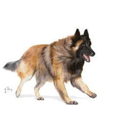 Royal Canin Sporting Life Energy 4300 Adult Torrfoder för Hund 15 kg